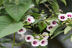 Ipomoea staphylina